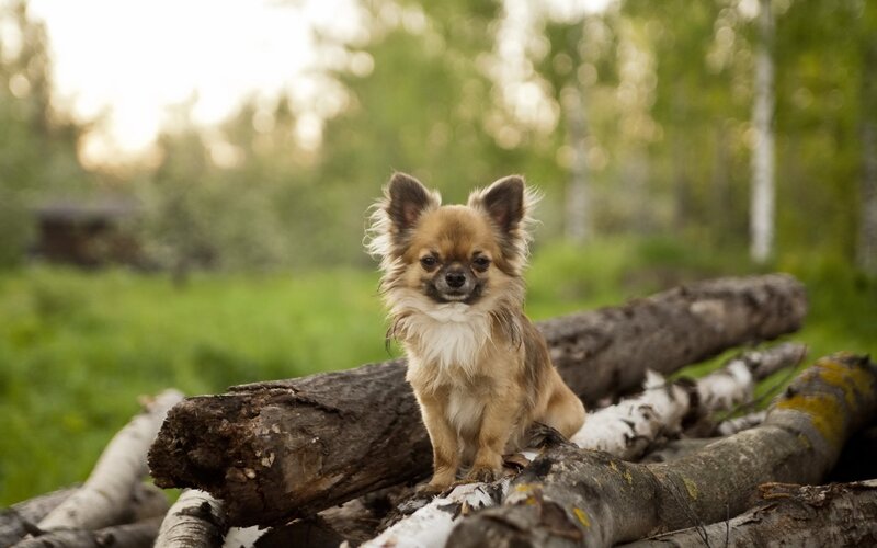 Long-haired Chihuahua Dog — Brown
