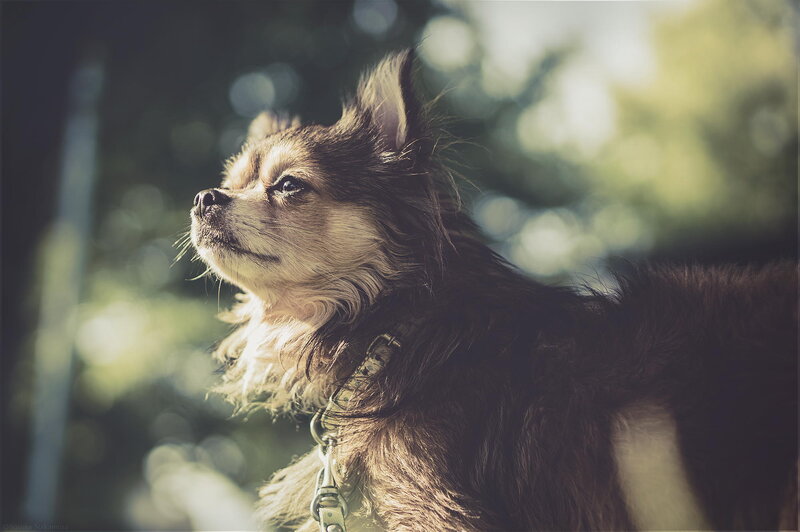 Long-haired Chihuahua Dog