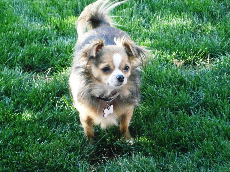Long-haired Chihuahua — Green