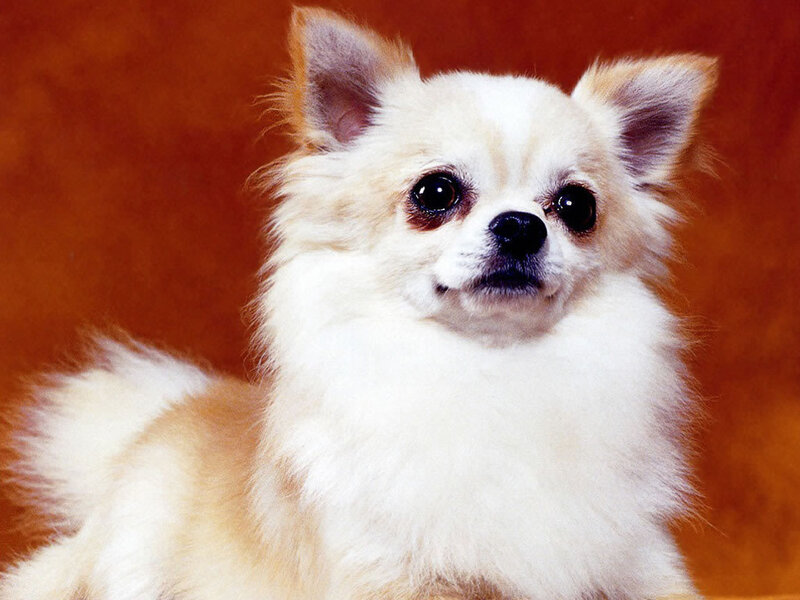 Long-haired Chihuahua