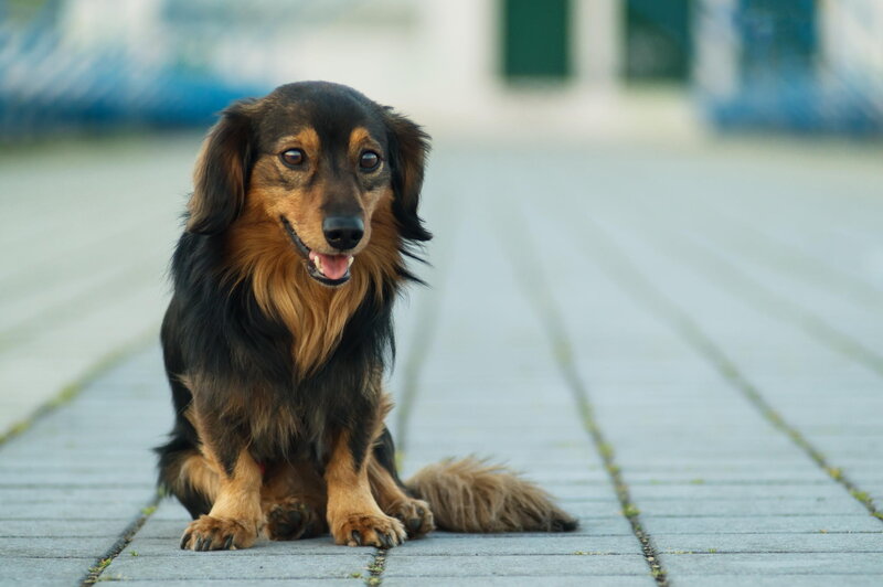 Long-haired Dachshund — Black, Calm, Afternoon