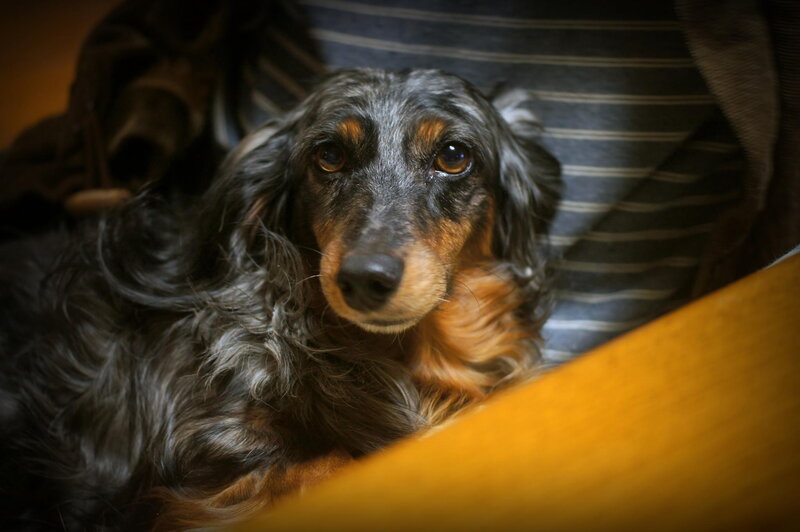 Long-haired Dachshund — Black, Calm