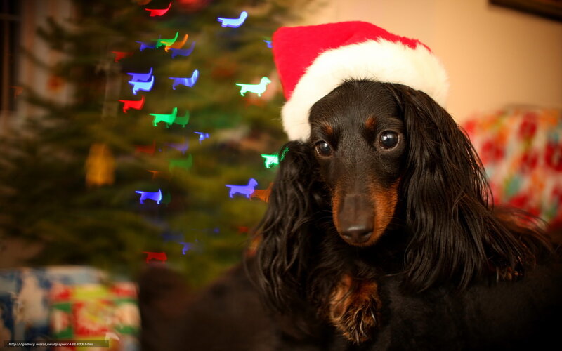 Long-haired Dachshund — Black, Festive, Winter, Photograph