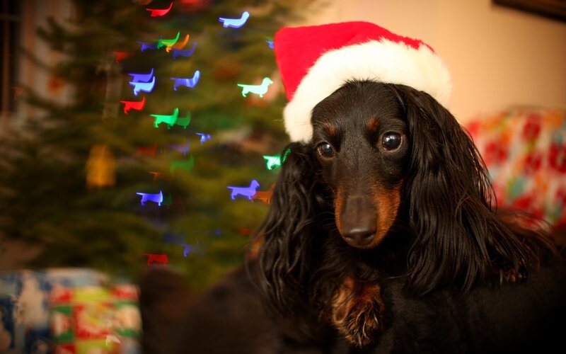 Long-haired Dachshund — Black, Festive, Winter