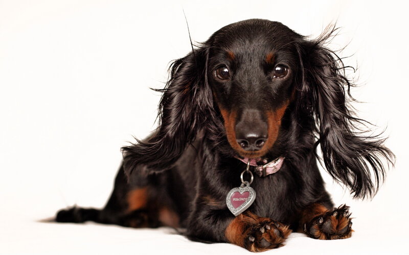 Long-haired Dachshund — Black
