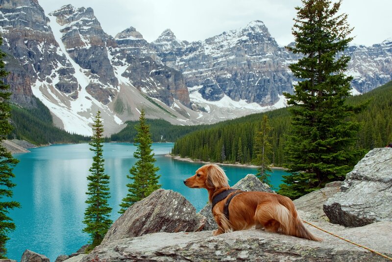 Long-haired Dachshund — Blue