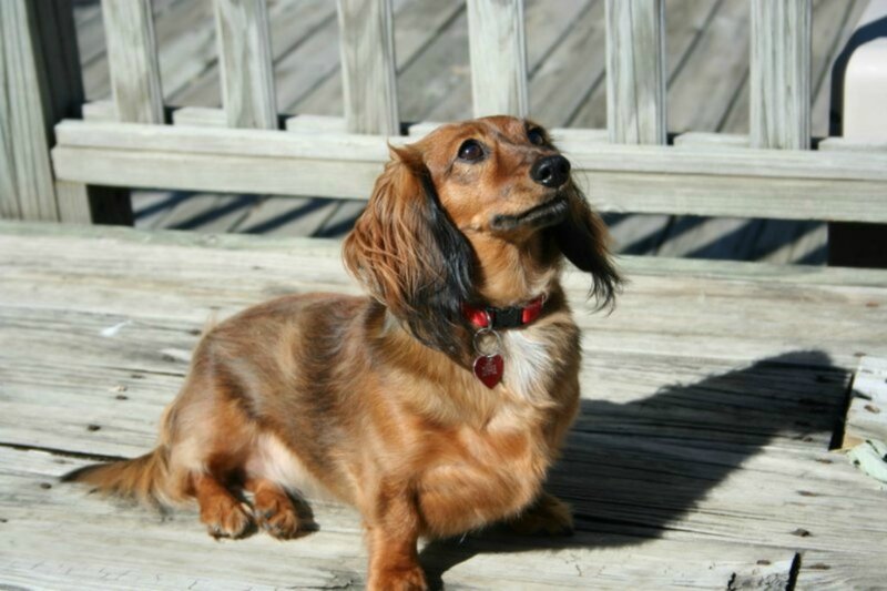 Long-haired Dachshund — Brown, Calm, Afternoon, Photograph, Dog, Collar