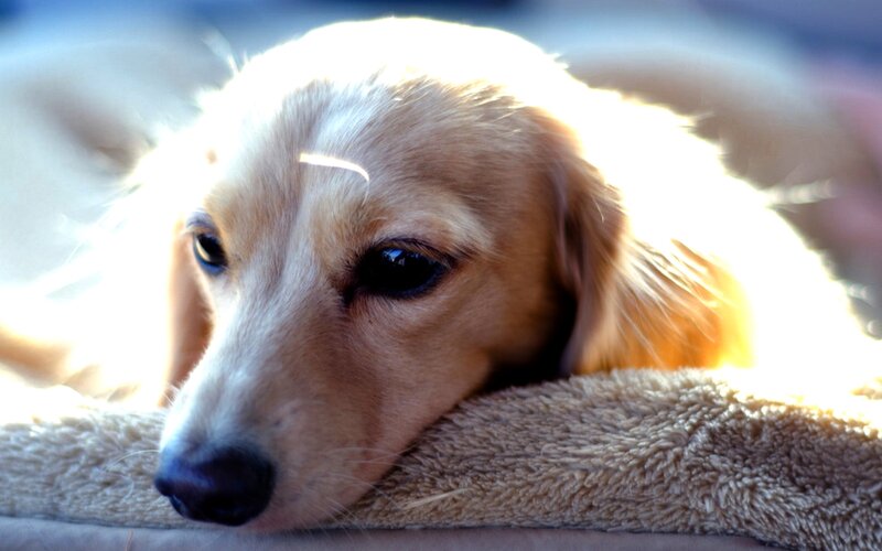 Long-haired Dachshund — Brown, Calm, Afternoon, Photograph