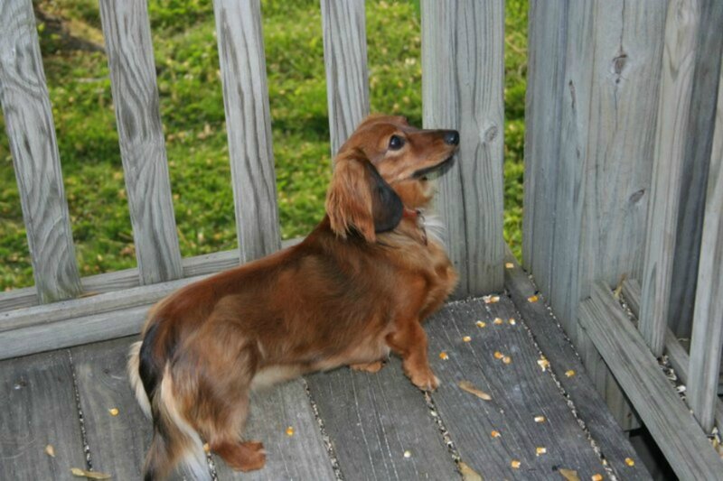 Long-haired Dachshund — Brown, Calm, Afternoon, Photograph, Wooden Deck