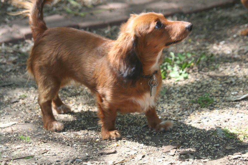 Long-haired Dachshund — Brown, Calm, Afternoon