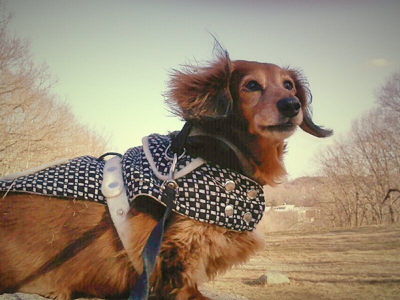 Long-haired Dachshund — Brown, Calm, Autumn, Photograph, Dog