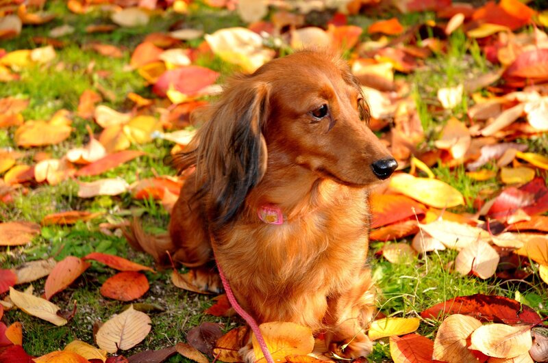 Long-haired Dachshund — Brown, Calm, Autumn, Photograph, Leaves, Grass, Collar