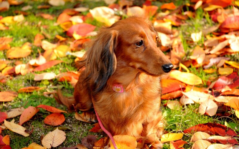 Long-haired Dachshund — Brown, Calm, Autumn, Photograph, Leaves, Grass