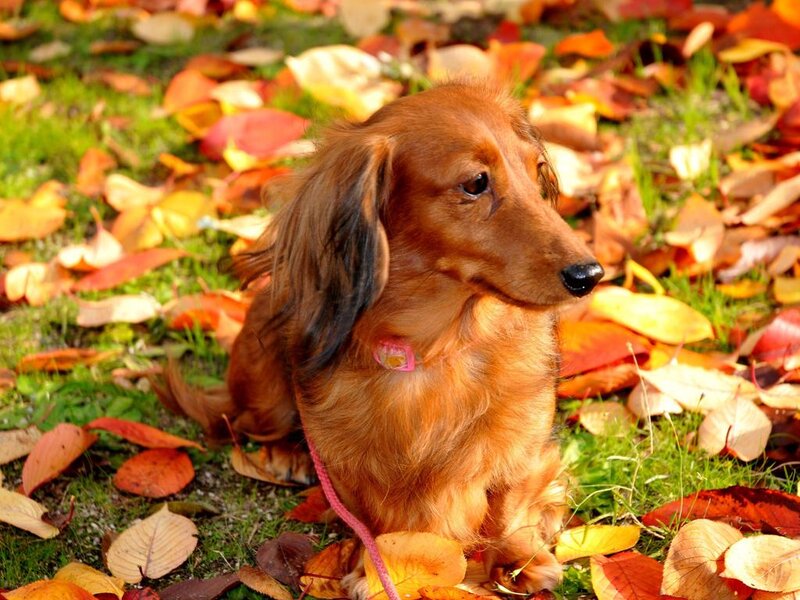 Long-haired Dachshund — Brown, Calm, Autumn, Photograph, Leaves