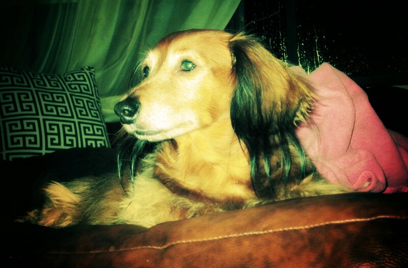 Long-haired Dachshund — Brown, Calm, Night
