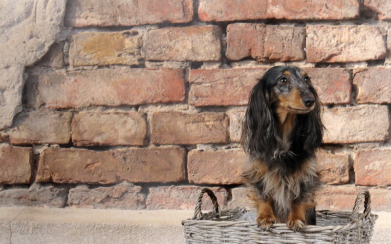 Long-haired Dachshund — Brown, Calm, Photograph, Basket