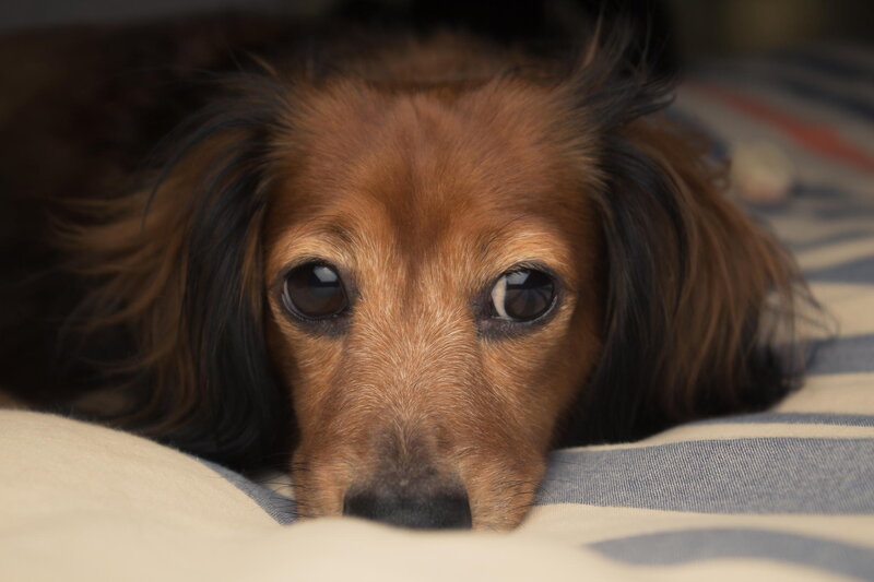 Long-haired Dachshund — Brown, Calm, Photograph, Bed