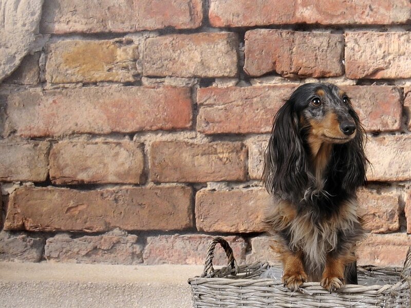 Long-haired Dachshund — Brown, Calm, Photograph, Brick Wall