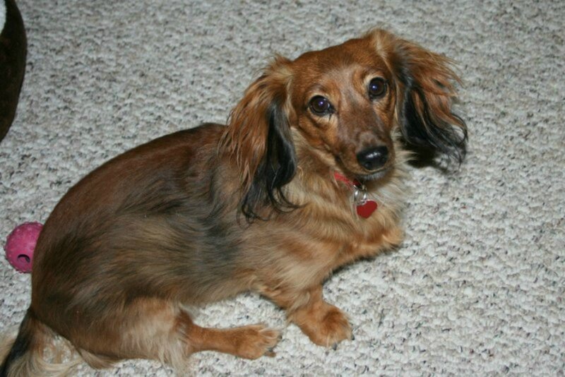 Long-haired Dachshund — Brown, Calm, Photograph, Carpet