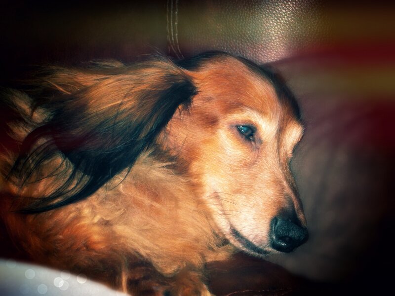 Long-haired Dachshund — Brown, Calm, Photograph, Dog