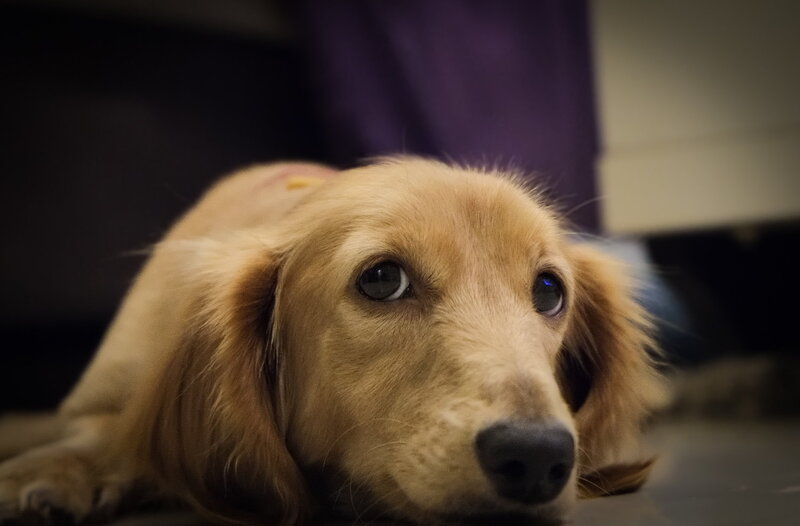 Long-haired Dachshund — Brown, Calm, Photograph, Floor