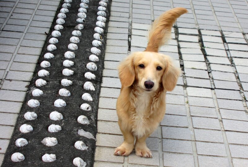 Long-haired Dachshund — Brown, Calm, Photograph, Pavement