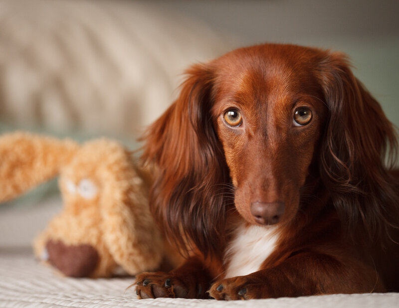 Long-haired Dachshund — Brown, Calm, Photograph, Stuffed Toy