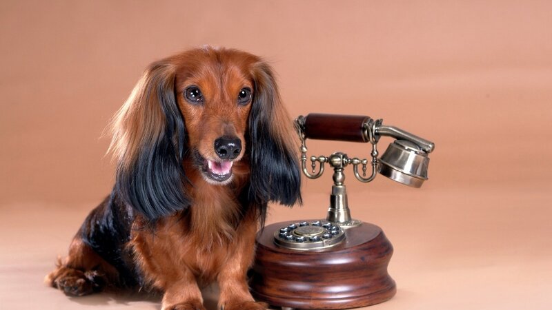 Long-haired Dachshund — Brown, Calm, Photograph, Telephone