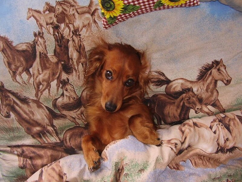 Long-haired Dachshund — Brown, Calm, Photograph