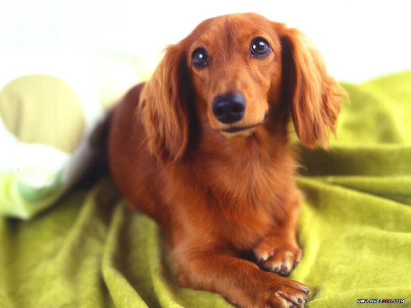 Long-haired Dachshund — Brown, Calm