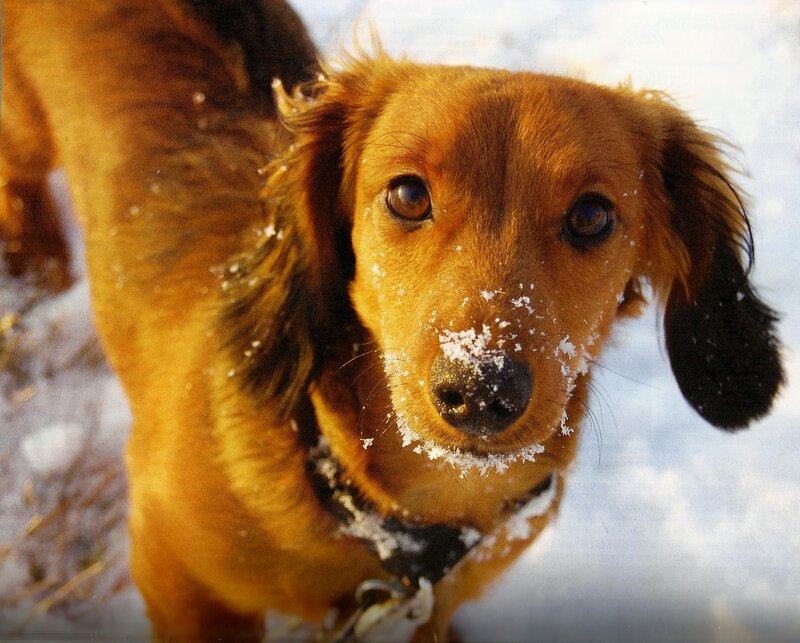Long-haired Dachshund — Brown, Calm, Winter