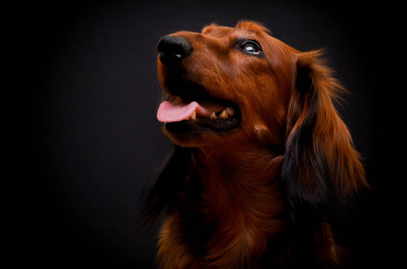 Long-haired Dachshund — Brown, Dramatic