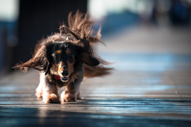 Long-haired Dachshund — Brown, Dynamic