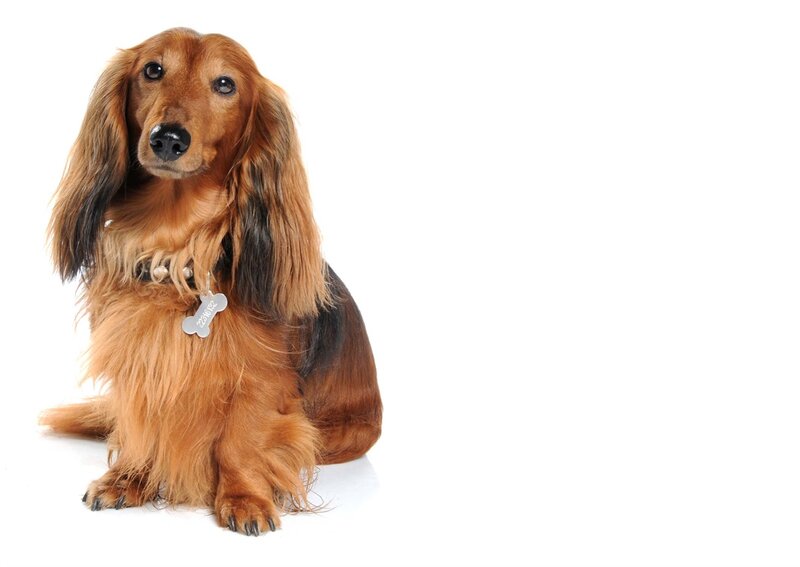 Long-haired Dachshund — Brown, Neutral, Photograph, Dog