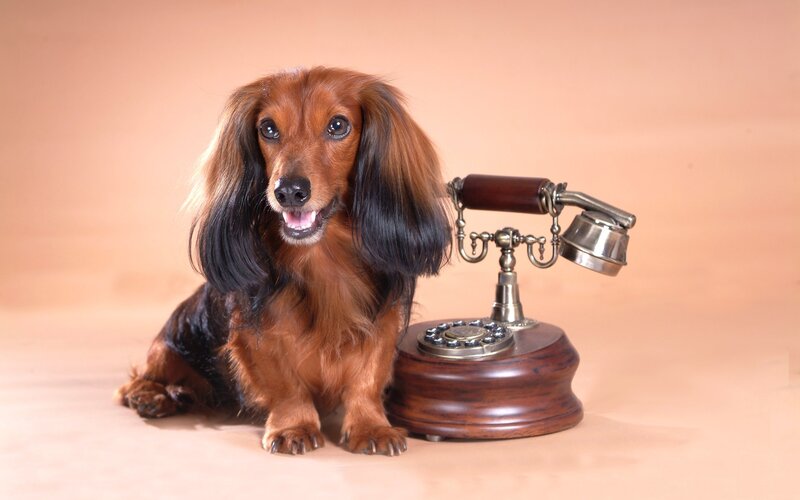 Long-haired Dachshund — Brown, Neutral, Photograph, Telephone