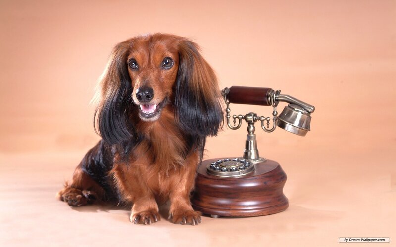 Long-haired Dachshund — Brown, Neutral, Photograph