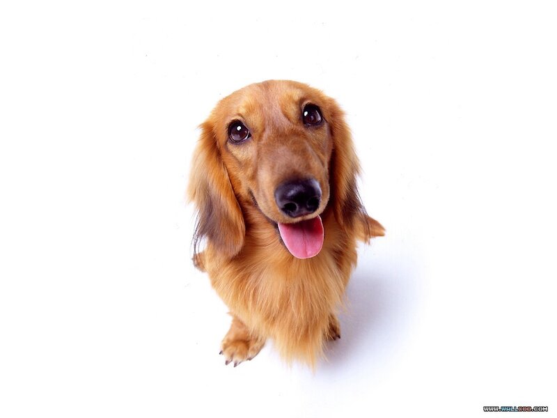 Long-haired Dachshund — Brown, Neutral