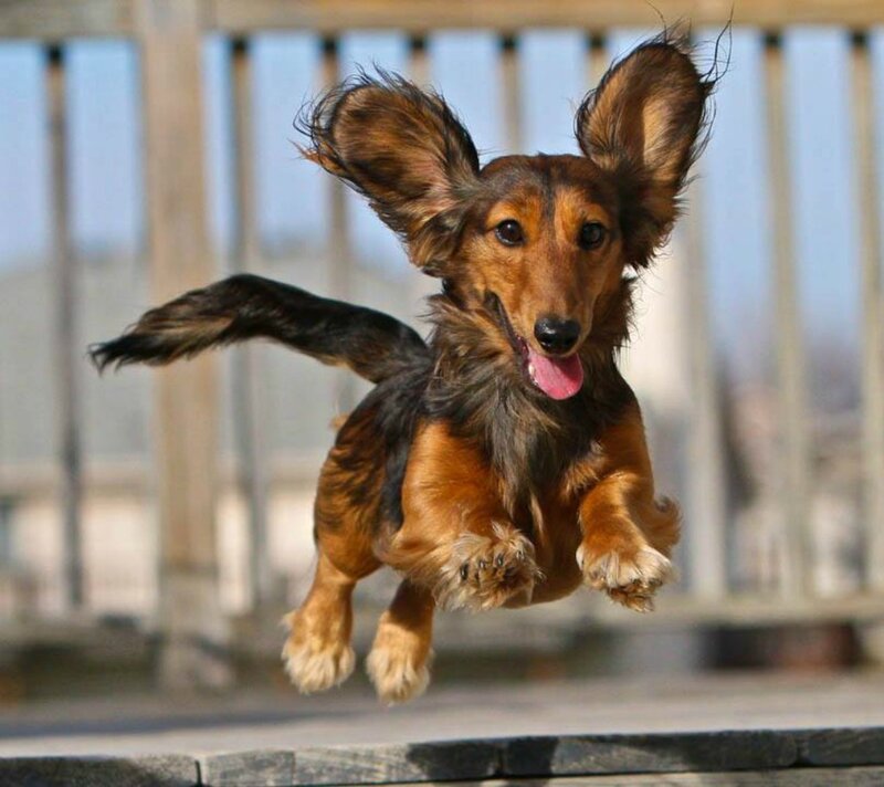Long-haired Dachshund — Brown, Playful, Afternoon