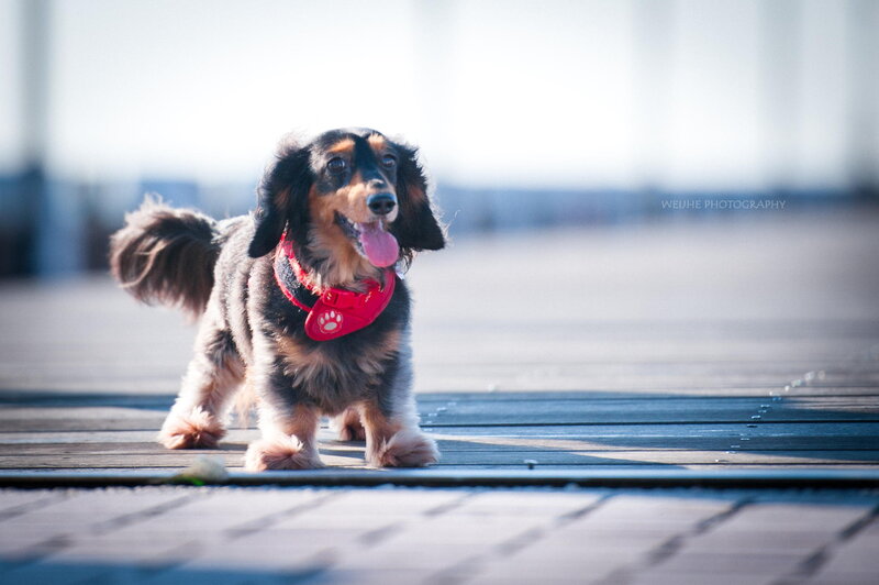 Long-haired Dachshund — Brown, Playful