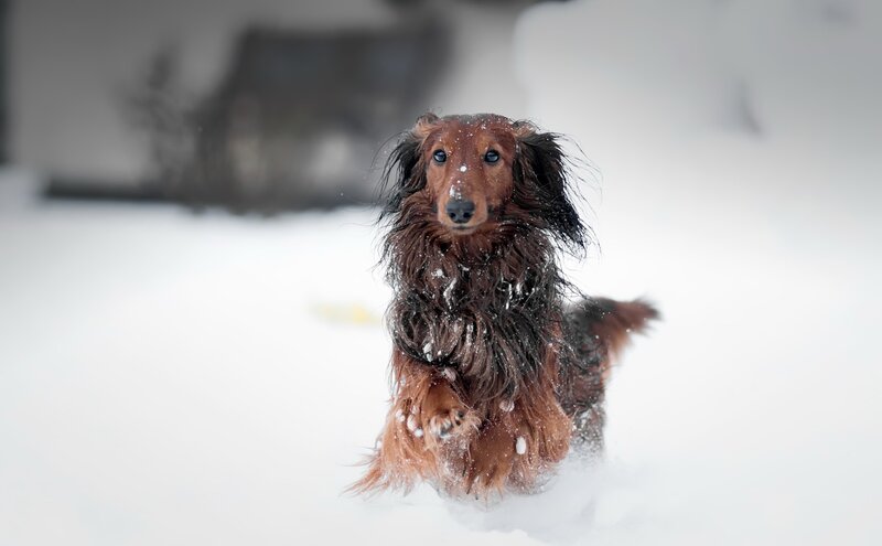 Long-haired Dachshund — Brown, Playful, Winter