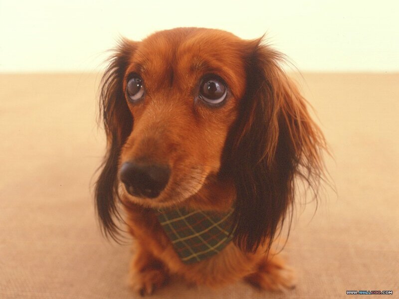 Long-haired Dachshund — Brown