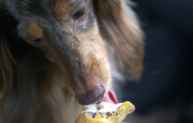 Long-haired Dachshund Eating