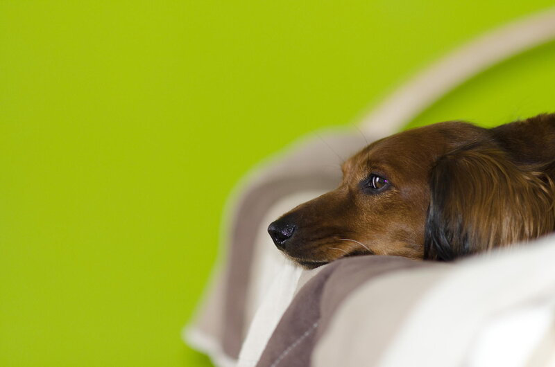 Long-haired Dachshund — Green, Calm, Photograph