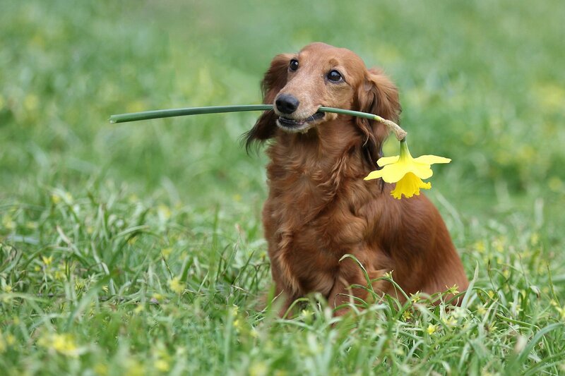 Long-haired Dachshund — Green, Calm, Spring