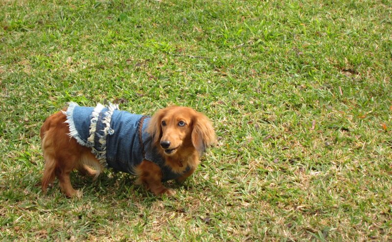 Long-haired Dachshund — Green, Calm