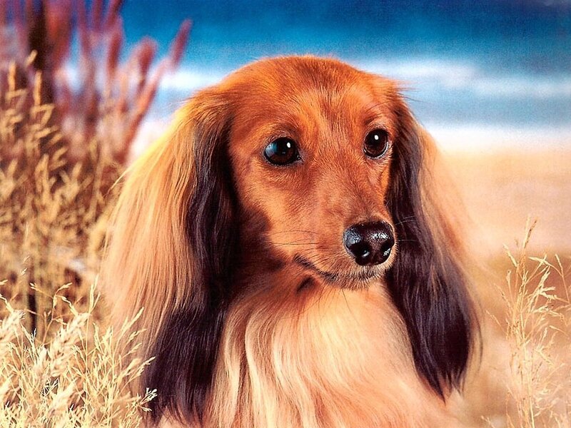 Long-haired dachshund in field