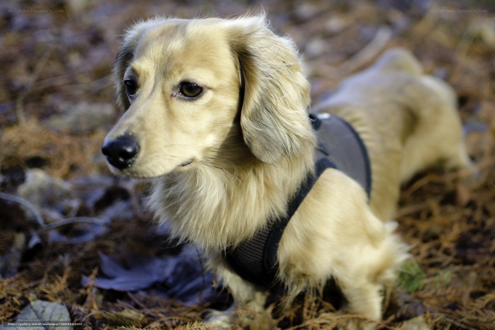 long-haired dachshund in forest