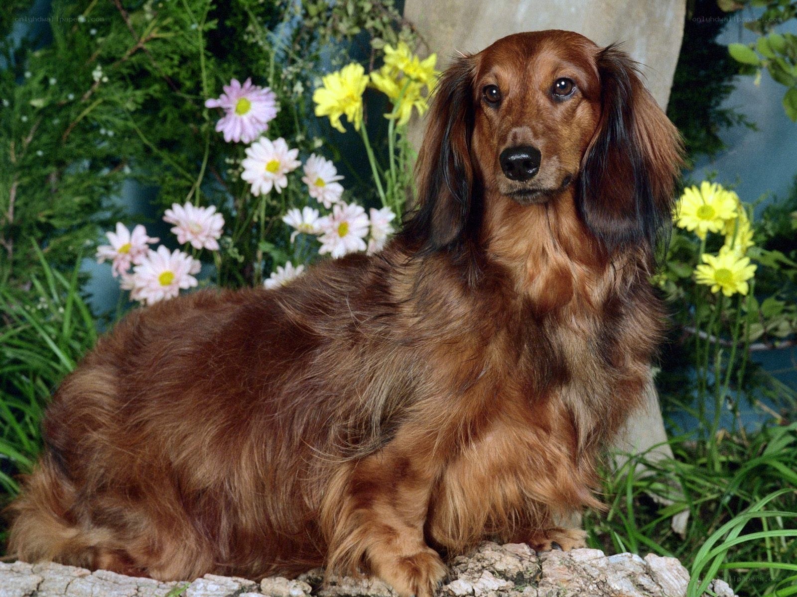 long-haired dachshund in garden