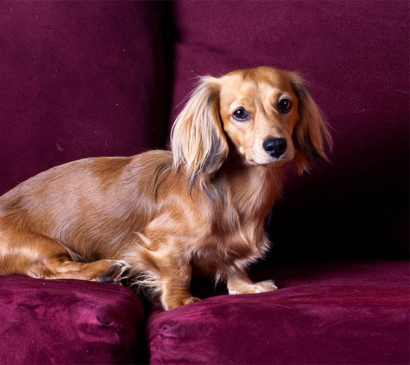 Long-haired Dachshund — Maroon
