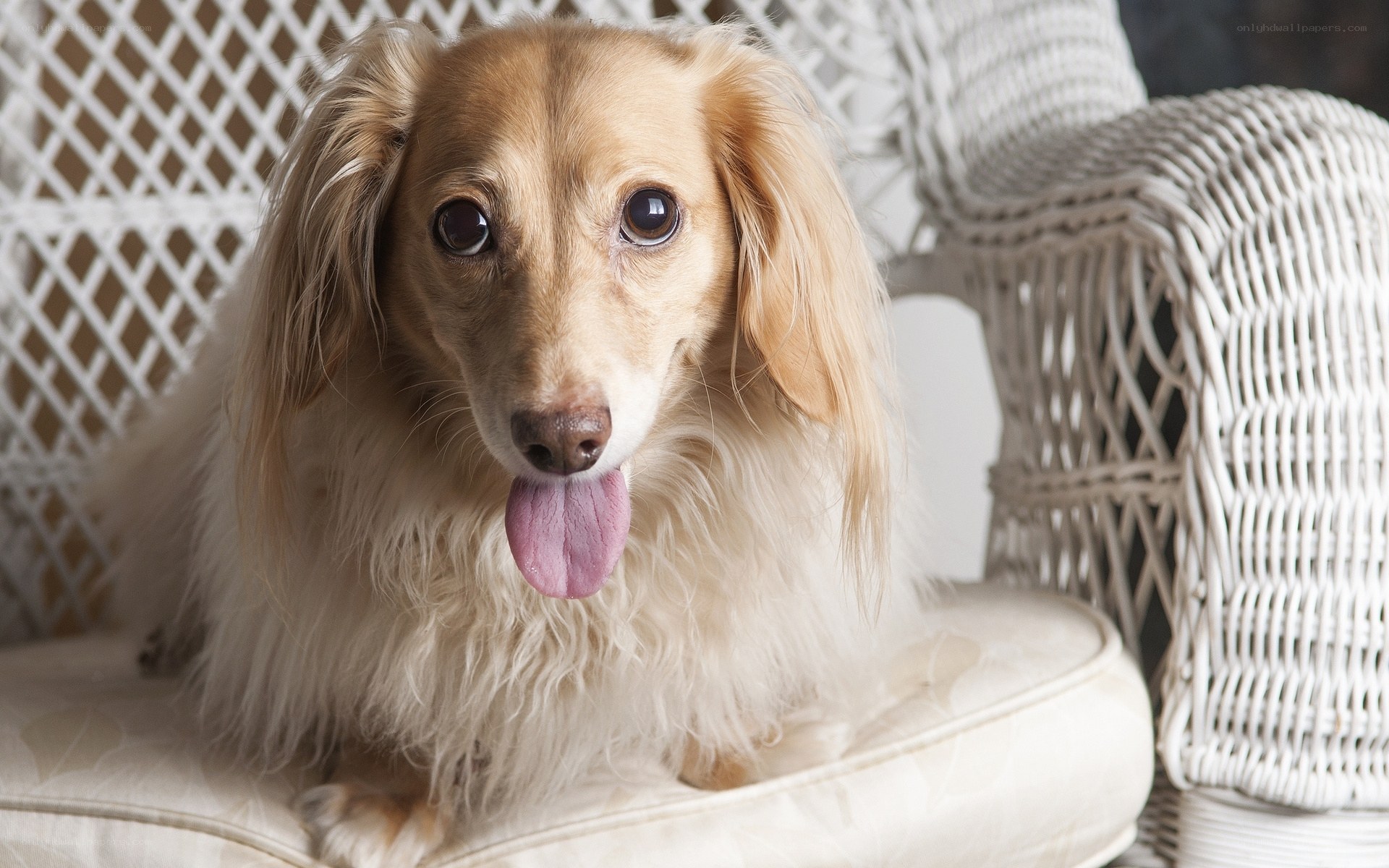 long-haired dachshund on chair